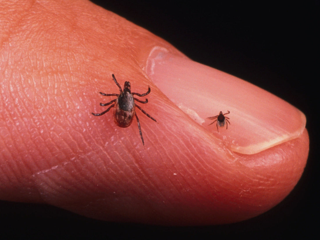 What's the Big Deal With Ticks on My Horse?