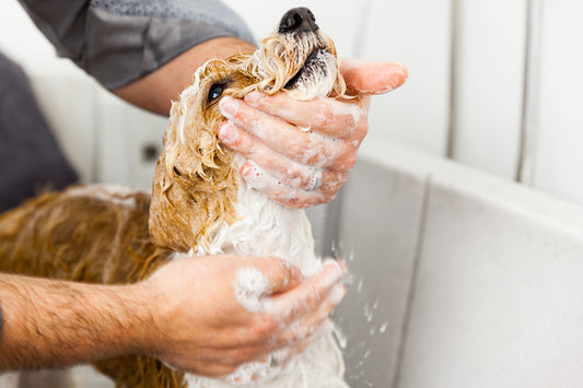VETRAMIL® DERMA SHAMPOO